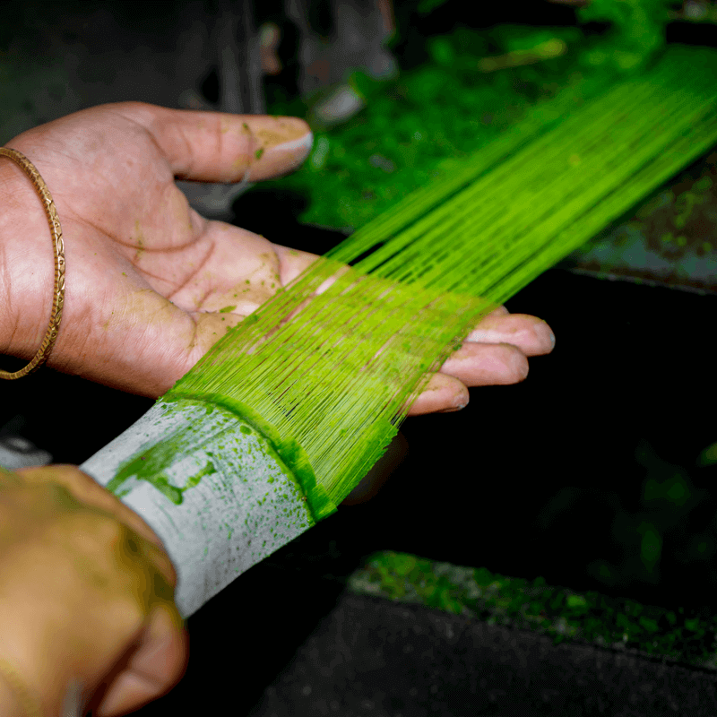 Industrial spinning machines converting organic cotton fibers into uniform yarn