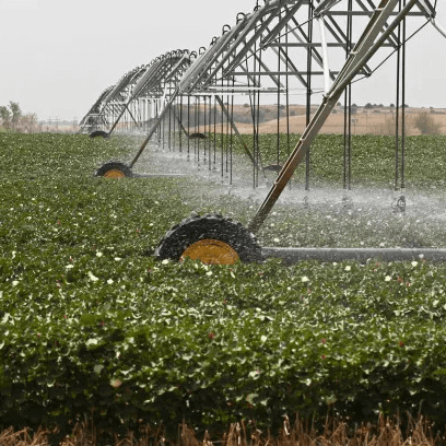 Certified organic cotton fields with white cotton bolls ready for harvest